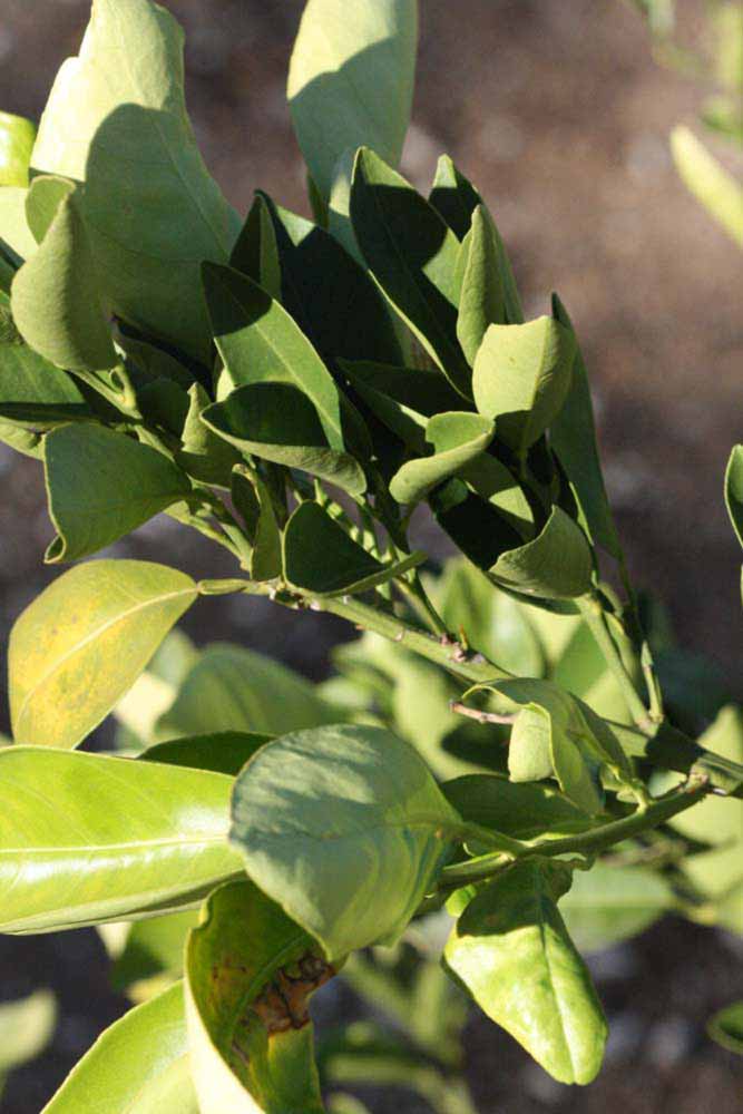            Sun leaves (Riverside, CA)   